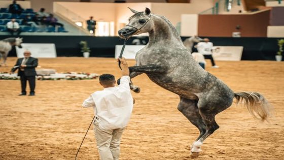 الرباط تحتضن الجولة الثالثة من كأس الإمارات العالمي لجمال الخيول العربية