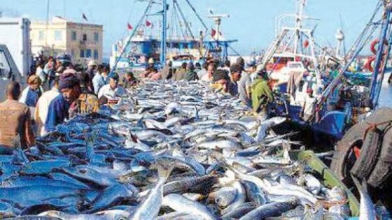 ارتفاع مفرغات الصيد الساحلي والتقليدي بميناء طانطان ب 112 % عند متم يوليوز