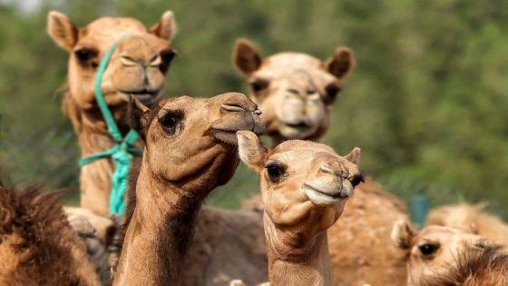 وصول عشرة جمال مهداة من دولة الإمارات إلى مدينة الطنطان.